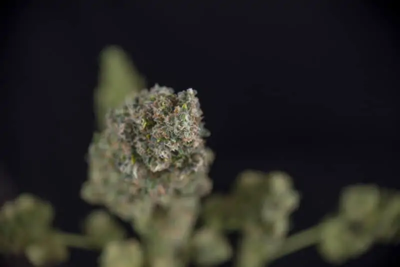 cannabis bud macro, nerds strain