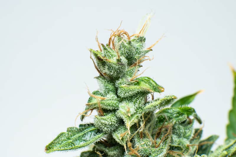 up close of cannabis trichomes and hairs, tropical cookies strain