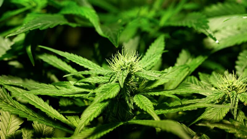 close up cannabis plant, garlic breath strain
