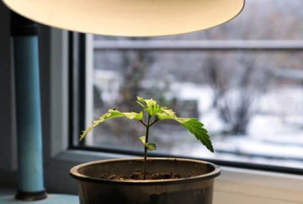 marijuana plant in a pot by a window, growing weed in an apartment