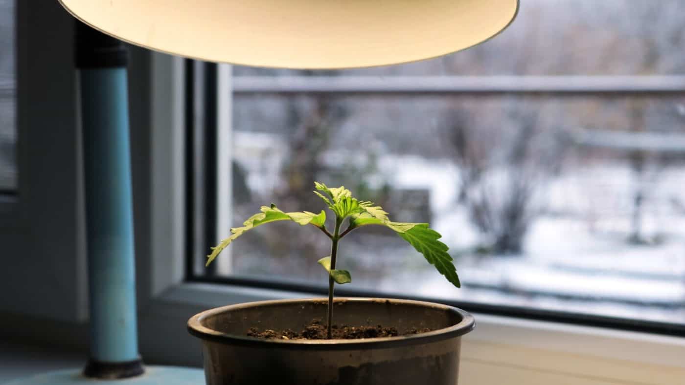 Guide to Growing Weed in an Apartment