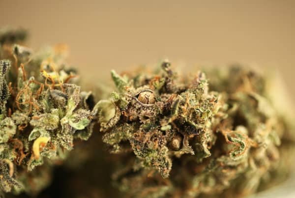 close up of cannabis buds, la wedding pop strain