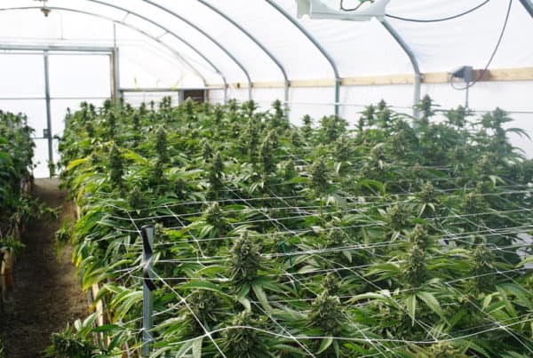 cannabis plants in a greenhouse, cannabis jobs in Colorado Springs