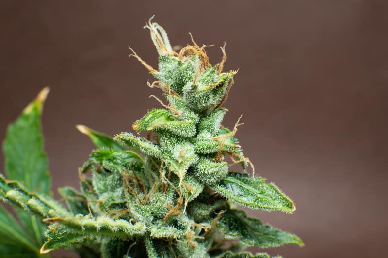 Frosted Flakes Weed Strain Information & Review