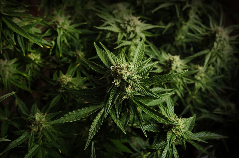 close up of cannabis plants, grandpa's stash weed strain
