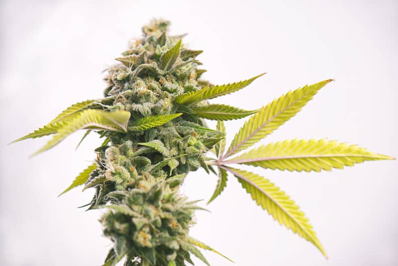 cannabis bud up close isolated on white, grenadine weed strain