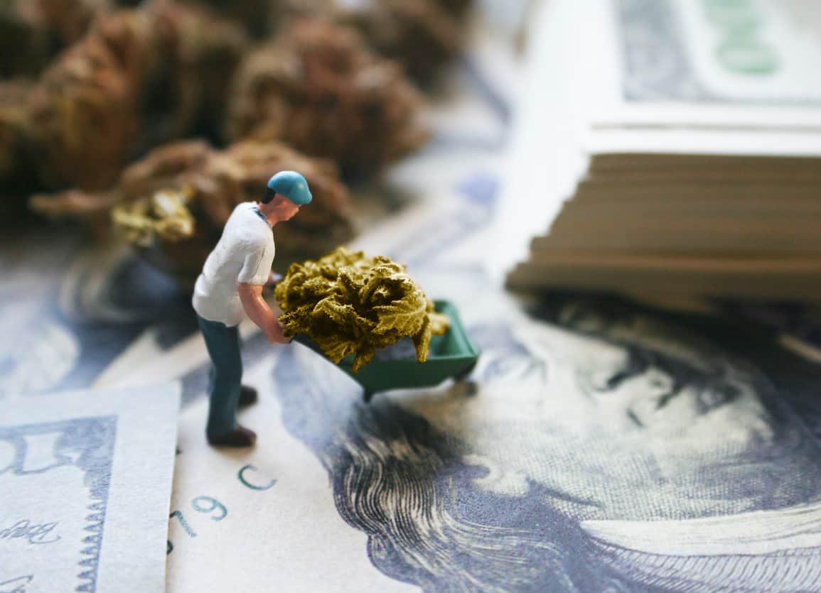 7 Highest-Paying Medical Cannabis Jobs