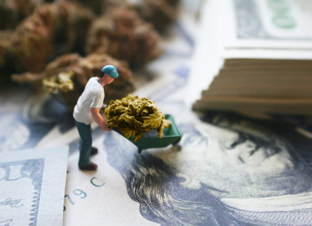 man hauling cannabis on money, medical cannabis jobs