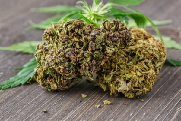 cannabis buds on wood table, jet fuel gelato strain