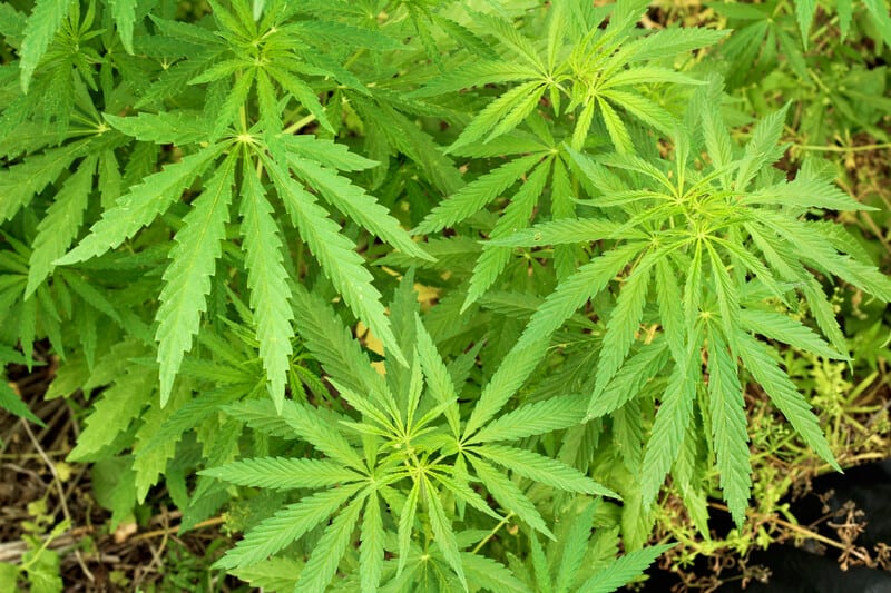 up close of cannabis field, legal cannabis grower