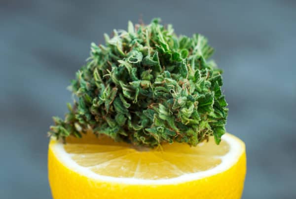 cannabis on top of a lemon, lemon pepper strain