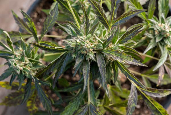 close up of cannabis plant, lucinda Williams strain