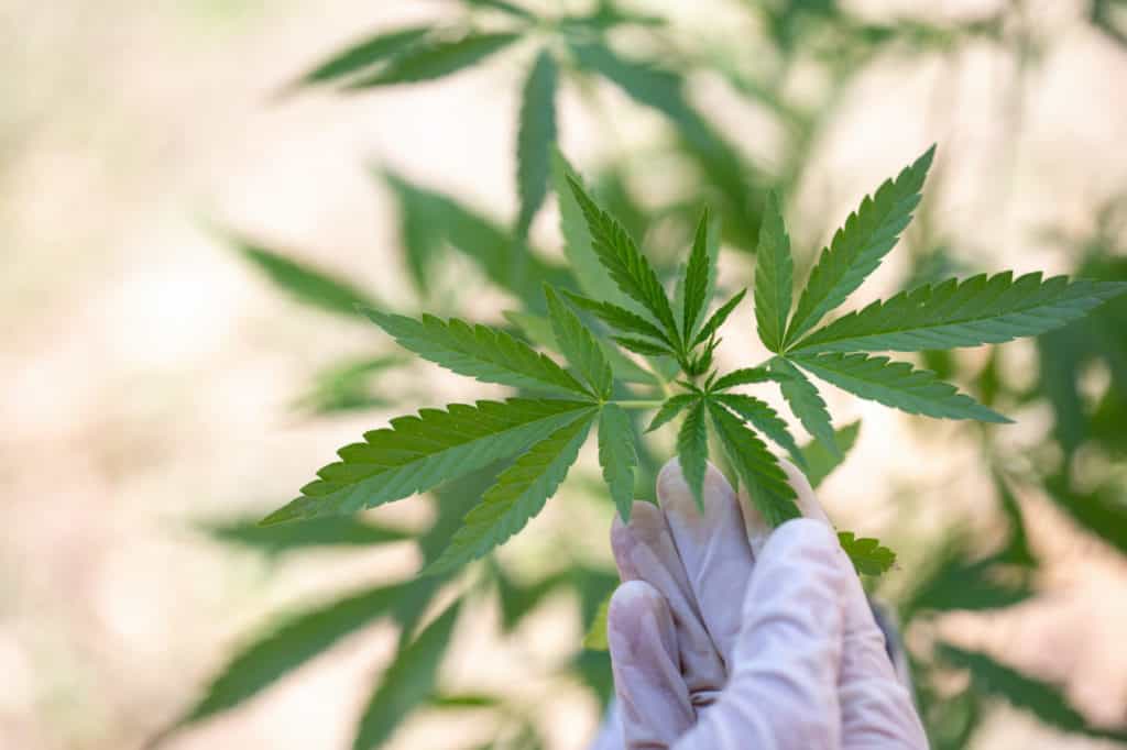 gloved hand touching a cannabis plant, marijuana grow bible
