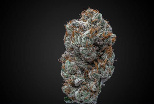Cannabis Flower Macro, medellin strain
