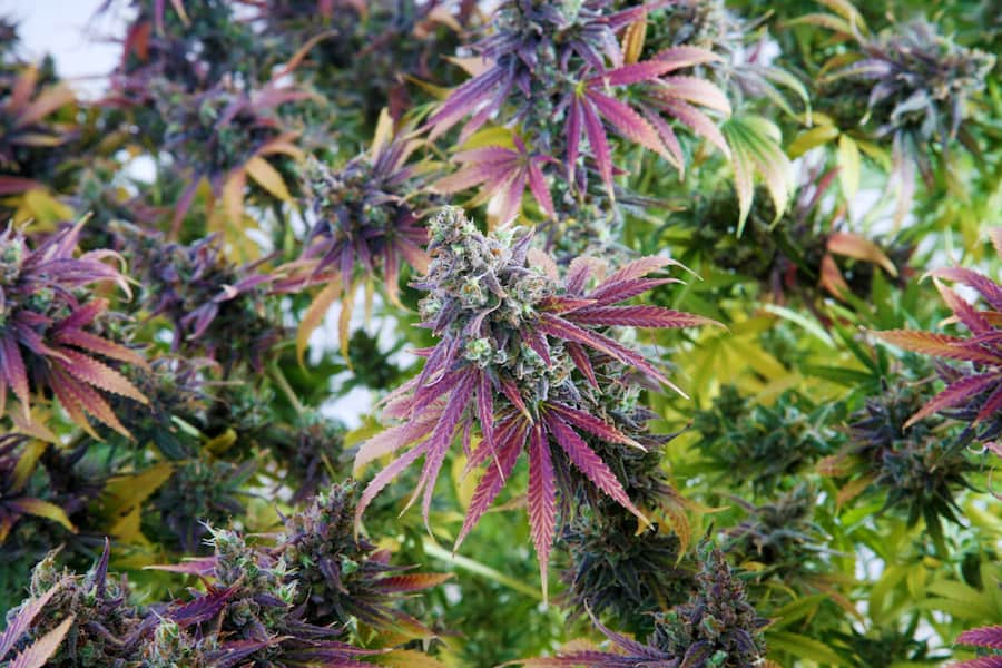up close of cannabis plant with purple hues, mmj jobs