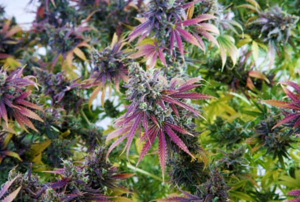 up close of cannabis plant with purple hues, mmj jobs