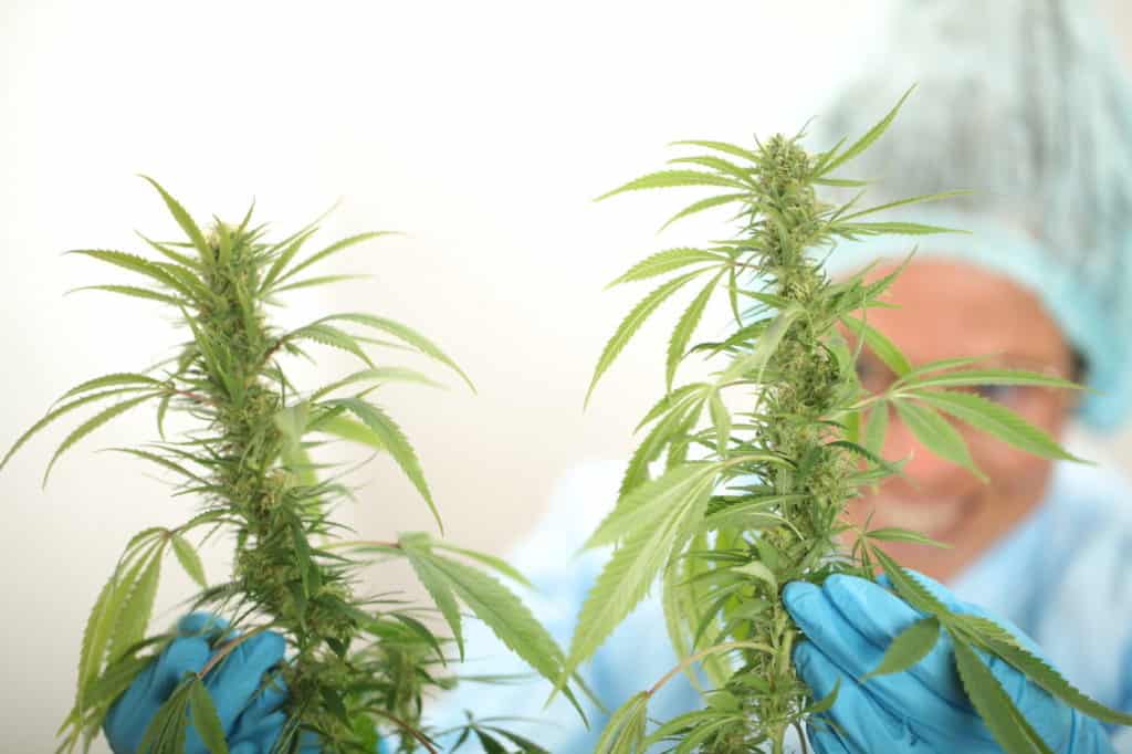 close up scientist hand gloves checking cannabis plant, mmj jobs