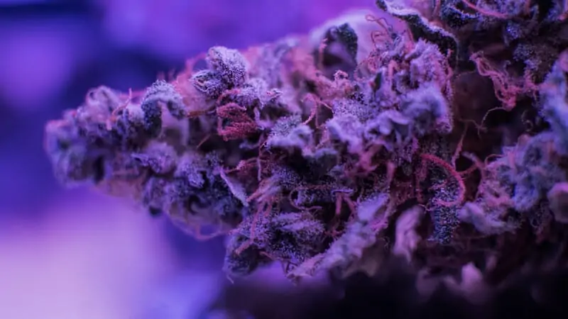 cannabis bud up close in purple lighting, purple platinum