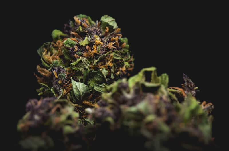 up close of cannabis bud macro, smarties strain