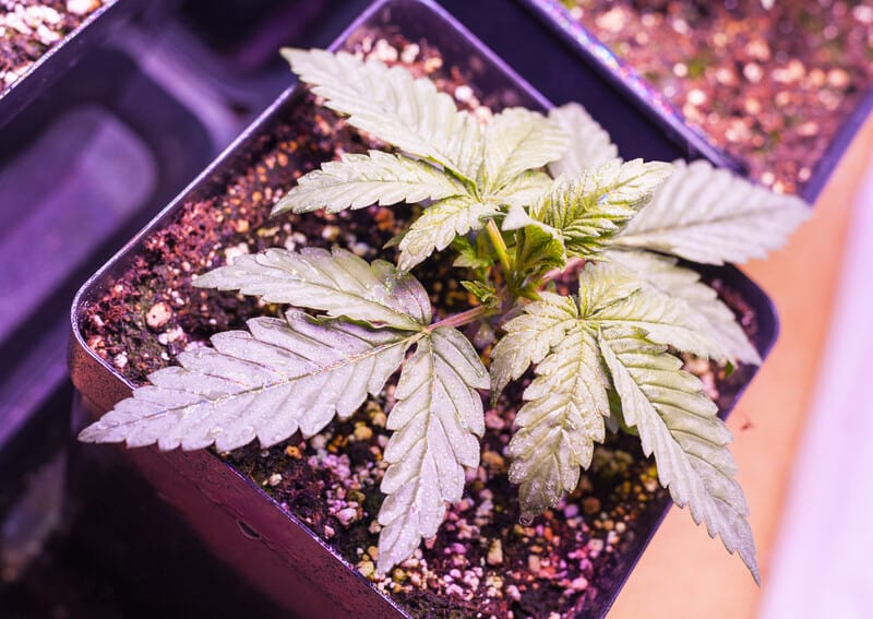 cannabis plant growing in soil, start a pot
