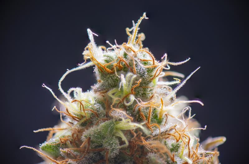 up close of cannabis macro, truffle strain