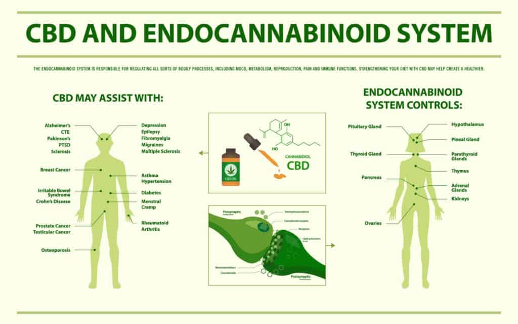 CBD and endocannabinoid system. 