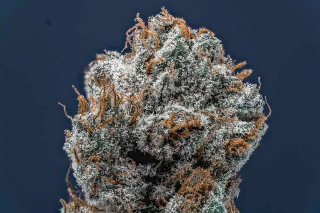 Cannabis Flower Macro, MOther's Milk strain
