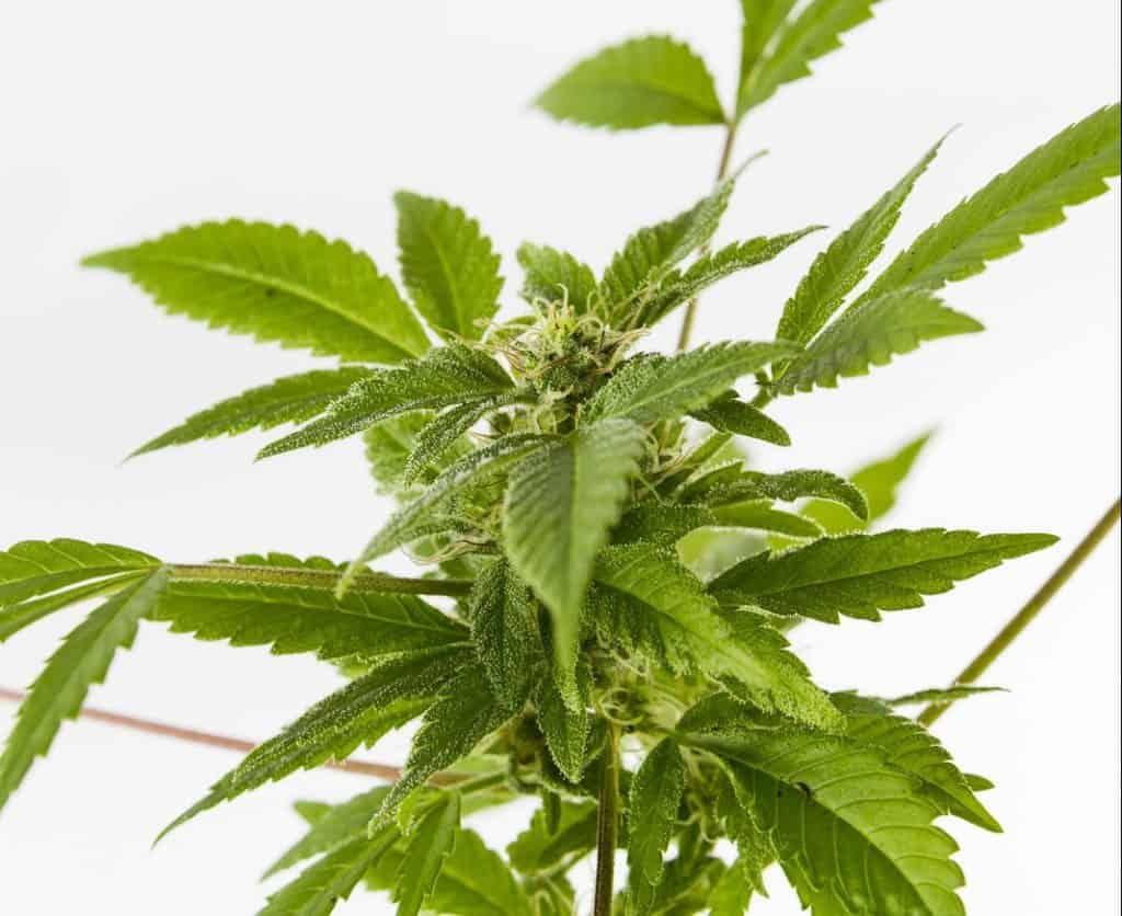 Benefits of growing with cannabis clones. 