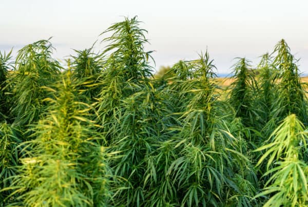 A field of hemp plants in the marijuana plant growth cycle stages.