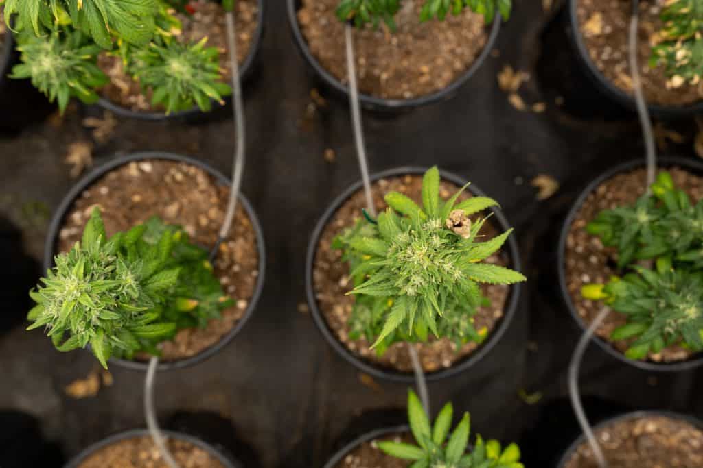 cannabis plants in pots, sexing marijuana plants