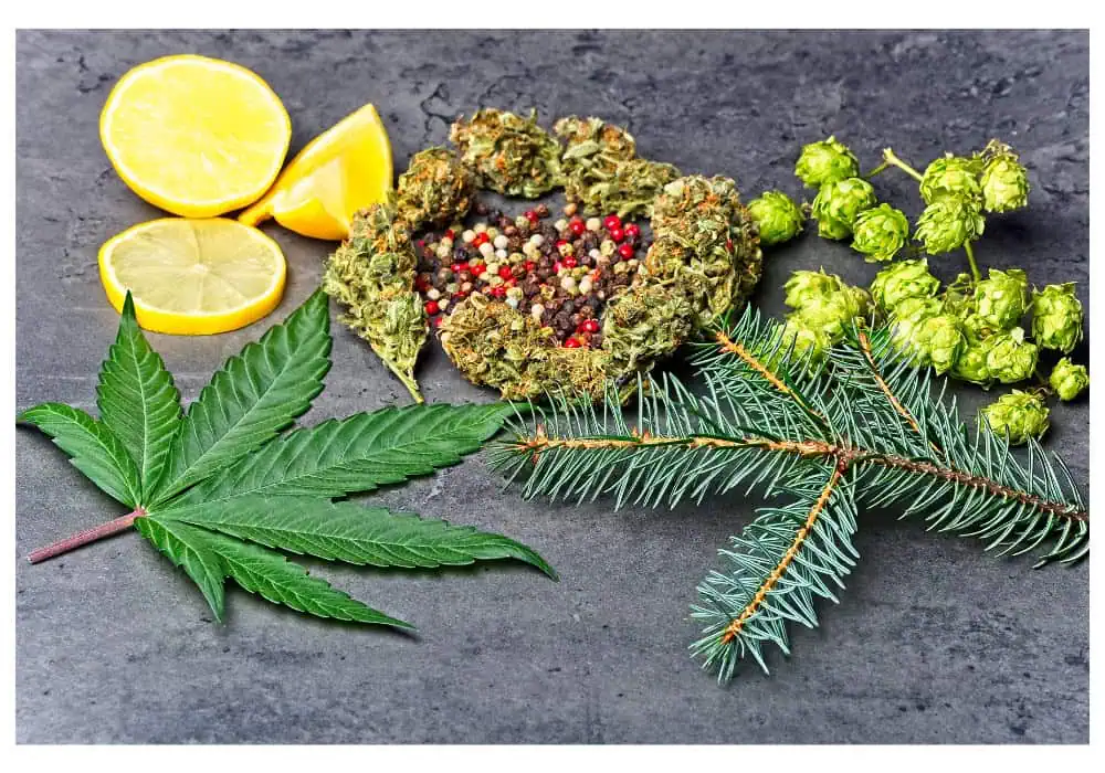 cannabis leaf, lemons, sage, and fir next to each other, different cannabis terpenes