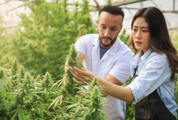 cannabis jobs 2023. 2 cannabis growers in a cannabis garden