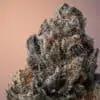 Cannabis Flower Macro, passion fruit strain