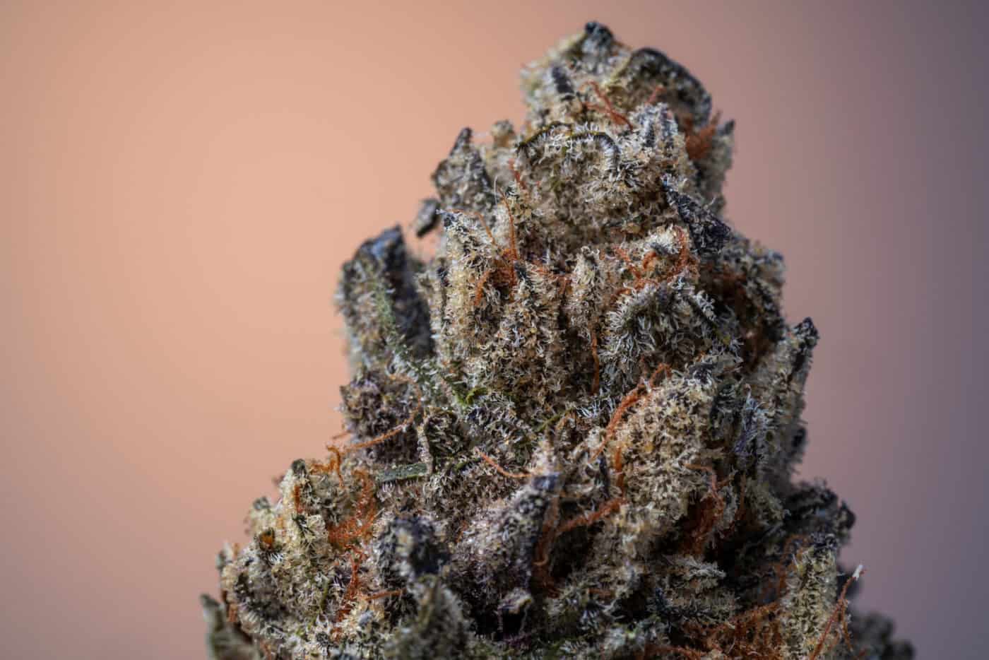 Passion Fruit Weed Strain Review & Information
