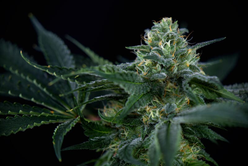 up close of cannabis strain, pie face strain