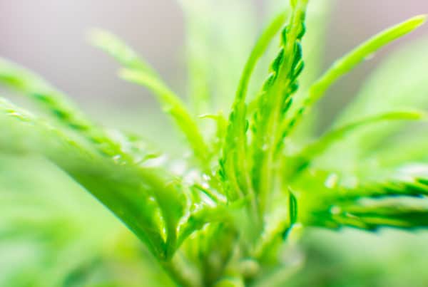 close up of green cannabis plant, pink panties strain