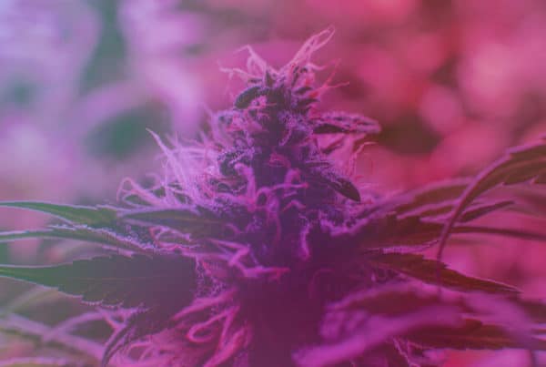 cannabis plant with purple hues, purple sunset strain