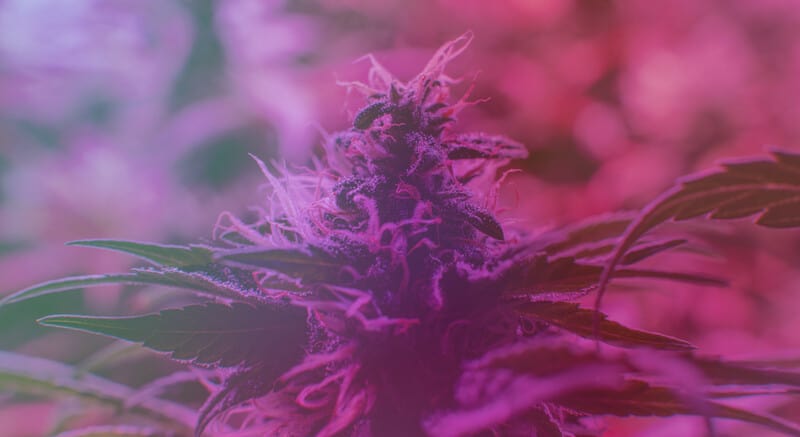 cannabis plant with purple hues, purple sunset strain