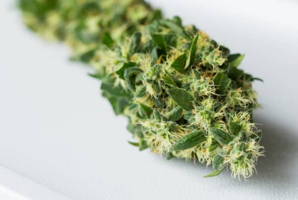up close of cannabis bud, purple wookies strain