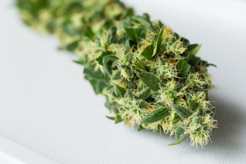 up close of cannabis bud, purple wookies strain