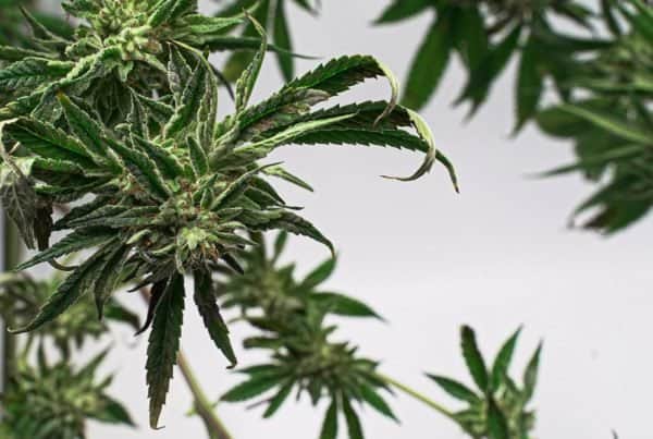 cannabis leaves on stems isolated on white, plants that look like marijuana