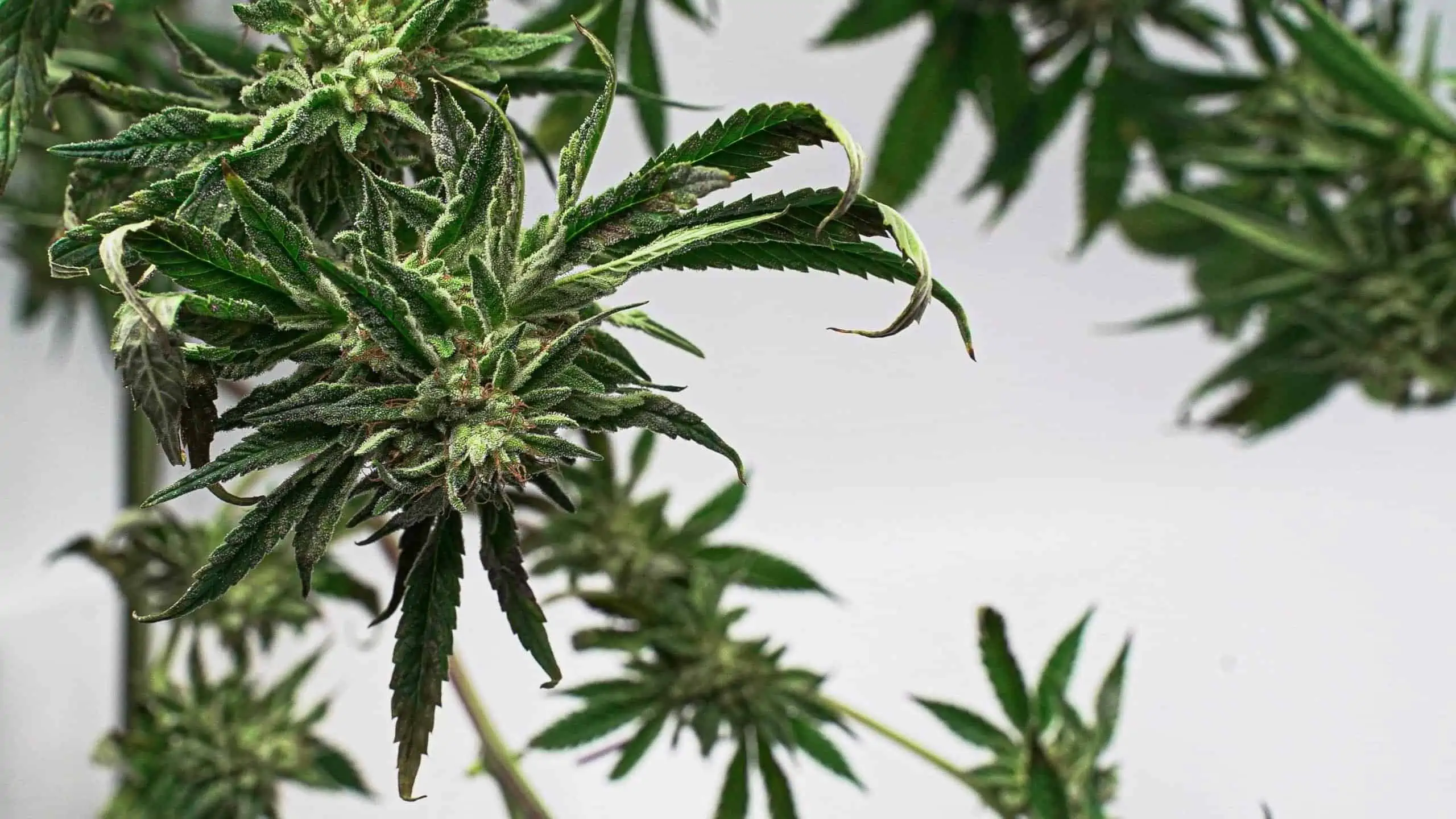 11 Plants That Look Like Marijuana