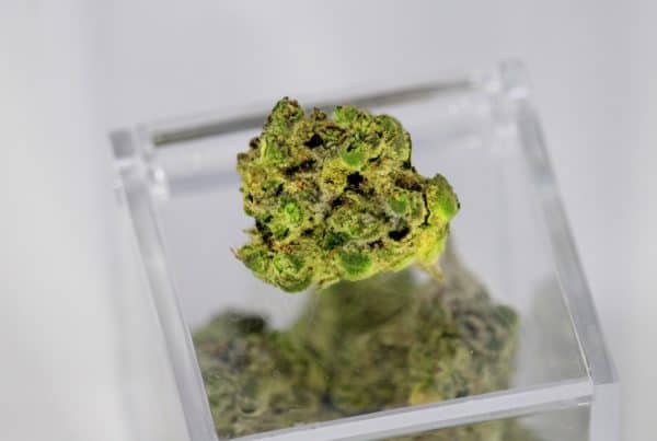 cannabis bud on square glass jar, banana cream strain