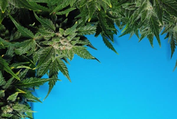 cannabis leaves on blue background, blue city diesel strain