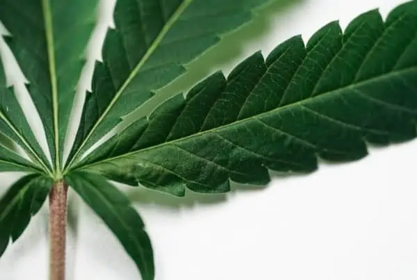 marijuana leaf isolated on white, cannabis expo