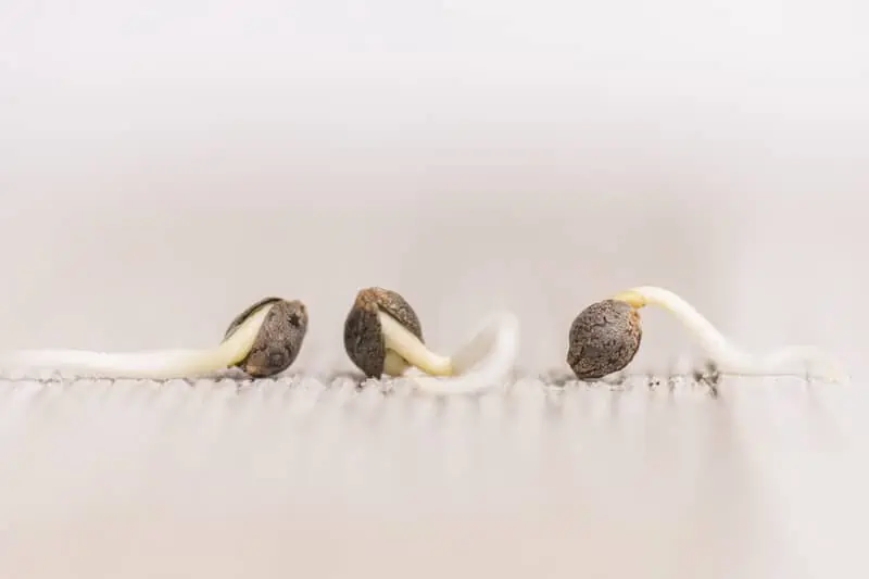 seeds germinating, growing weed indoors for beginners