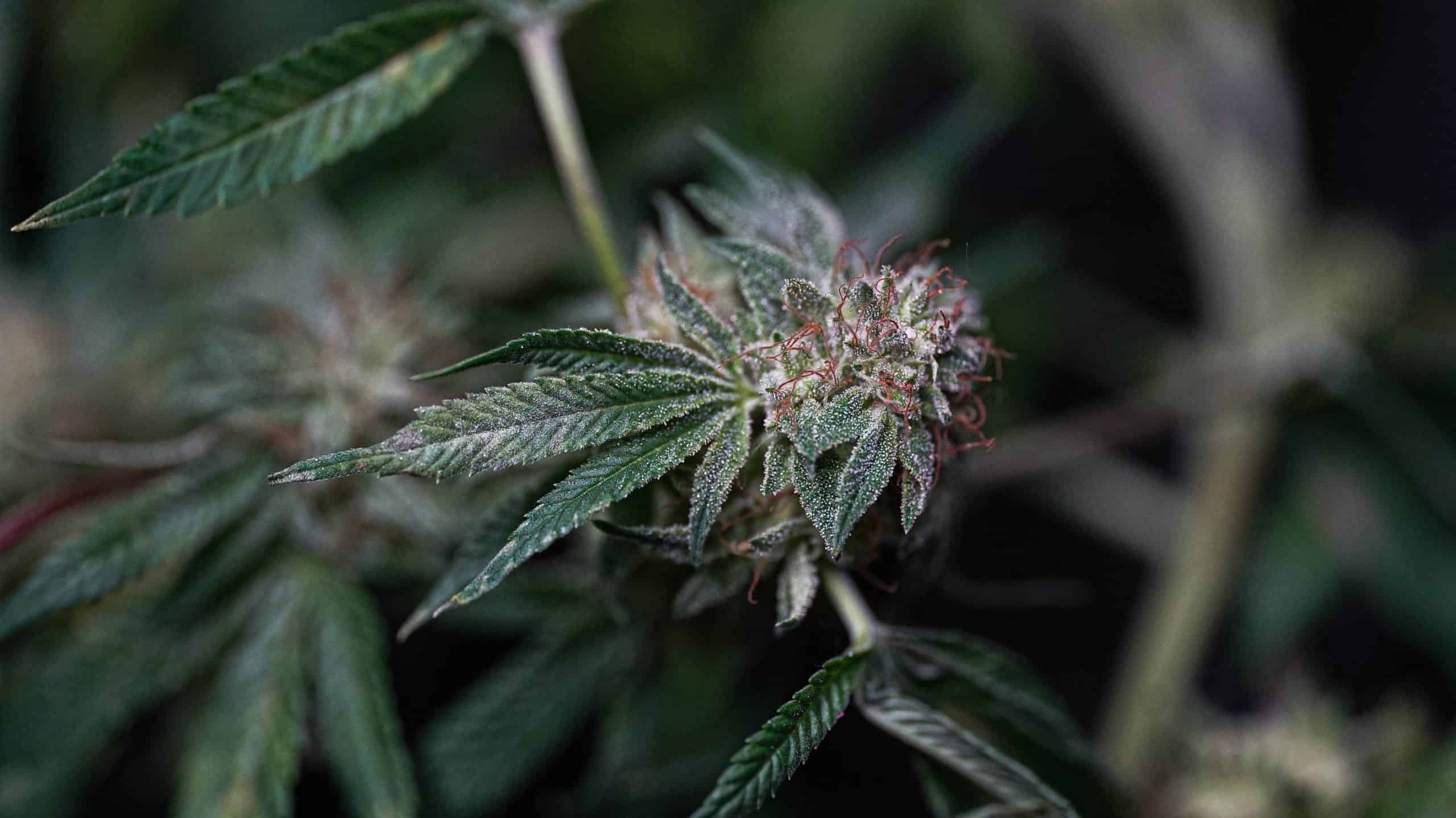 up close of hybrid cannabis plant
