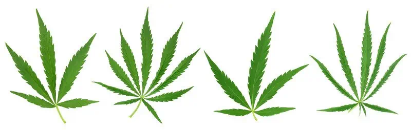 different weed plants with different leave number, how many leaves does a marijuana plant have