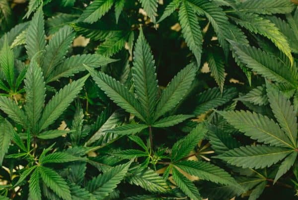 many cannabis leaves, how many leaves does a marijuana plant have