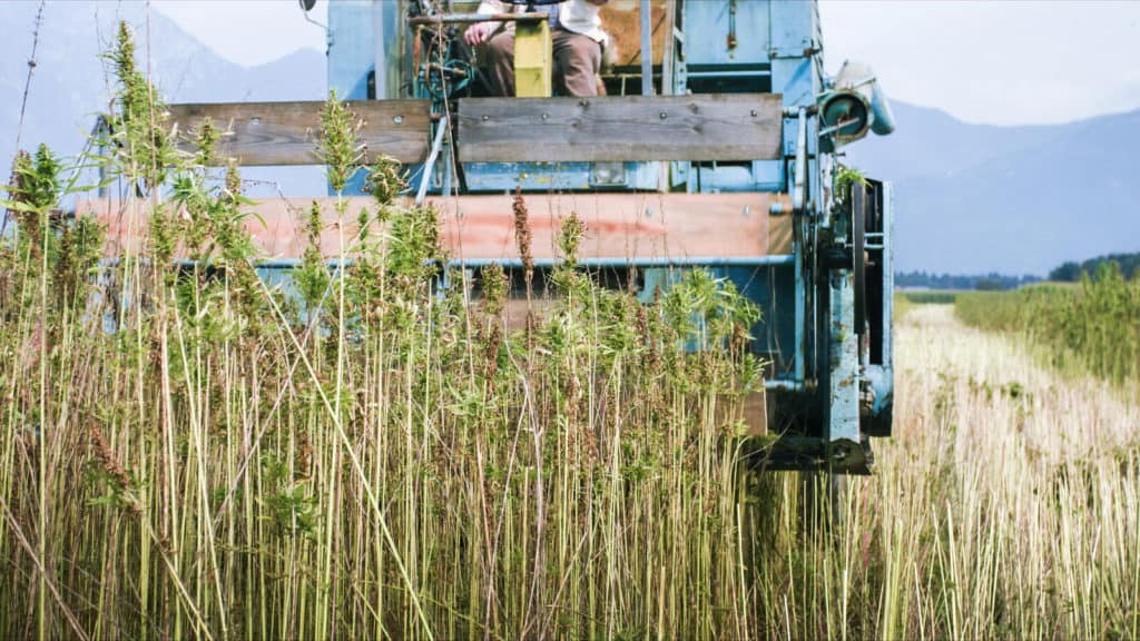 industrial truck removing hemp, how to harvest hemp